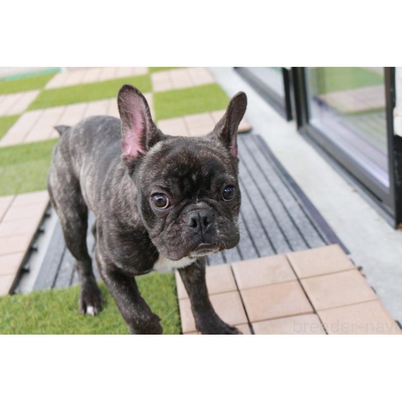 販売中の京都府のフレンチブルドッグ-399350の4枚目