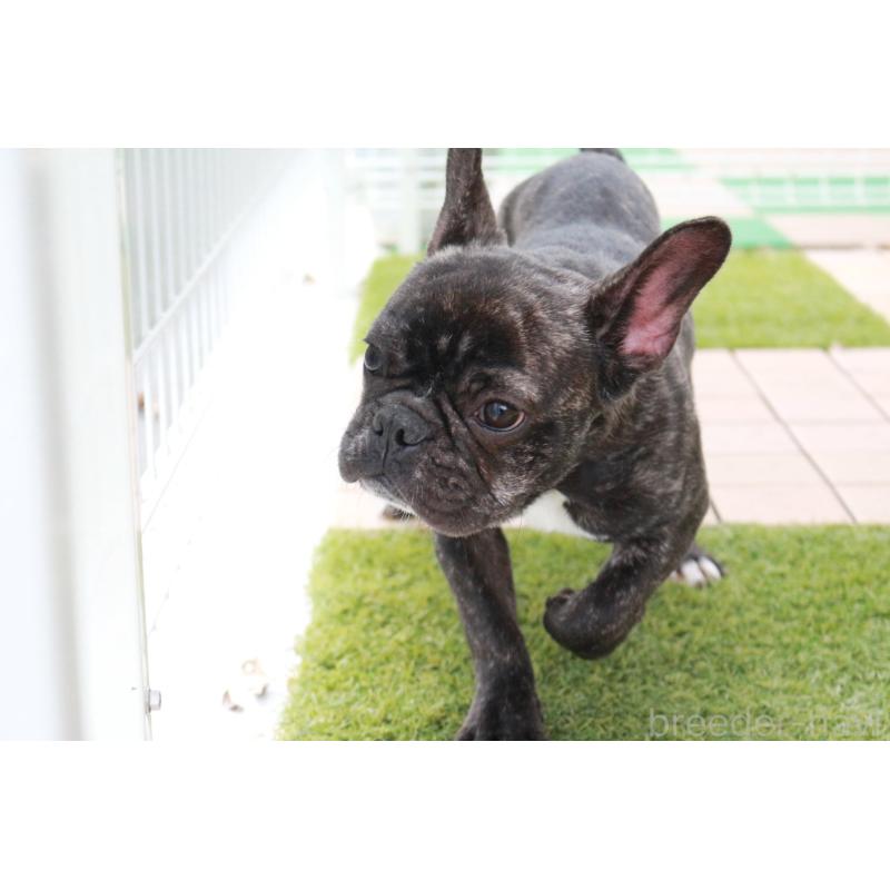 販売中の京都府のフレンチブルドッグ-399350の3枚目