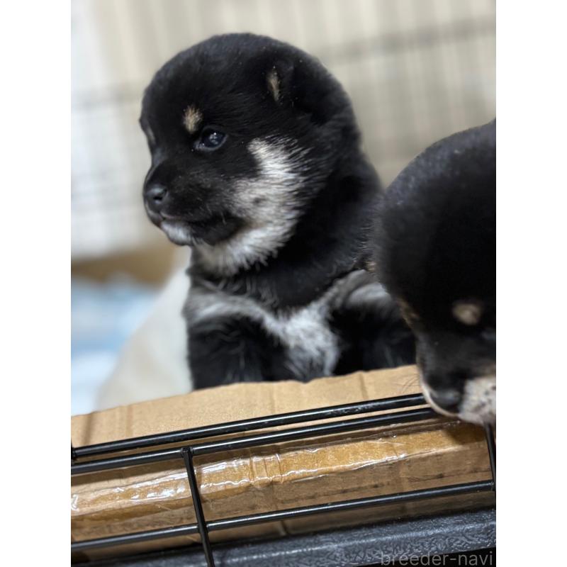 販売中の和歌山県の豆柴-432412の7枚目