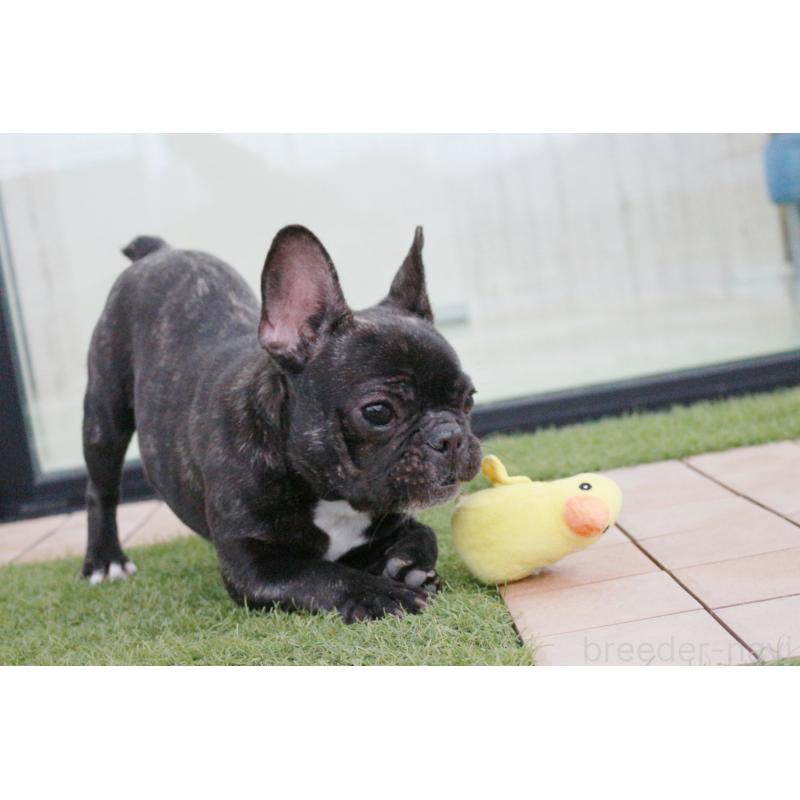 販売中の京都府のフレンチブルドッグ-399351の7枚目