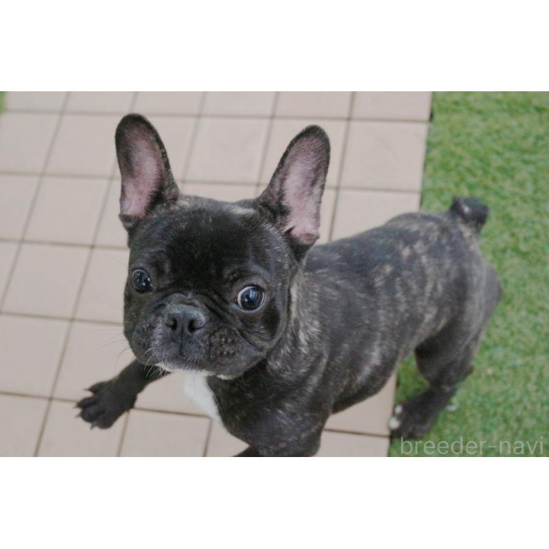 販売中の京都府のフレンチブルドッグ-399351の6枚目