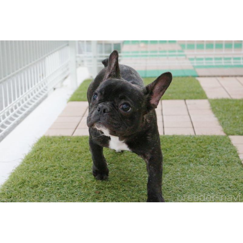 販売中の京都府のフレンチブルドッグ-399351の4枚目