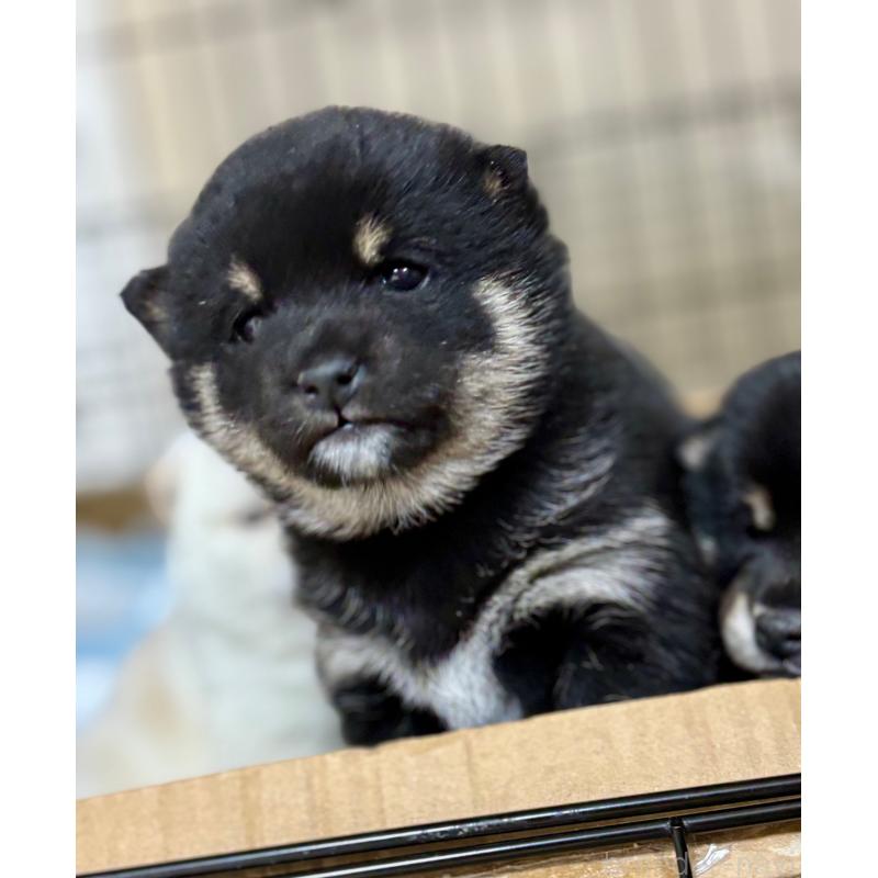 販売中の和歌山県の豆柴-432412の5枚目