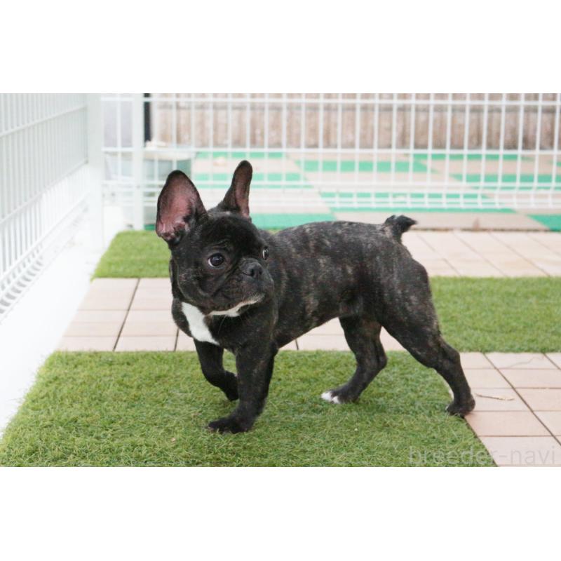 販売中の京都府のフレンチブルドッグ-399351の3枚目