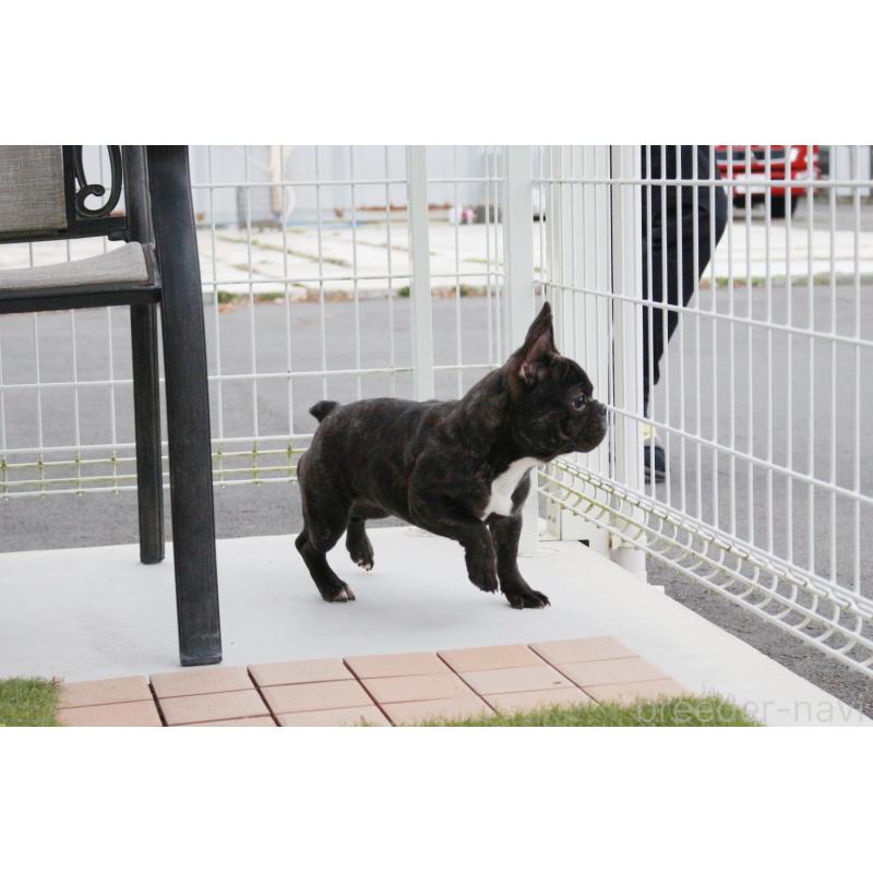 販売中の京都府のフレンチブルドッグ-399351の2枚目