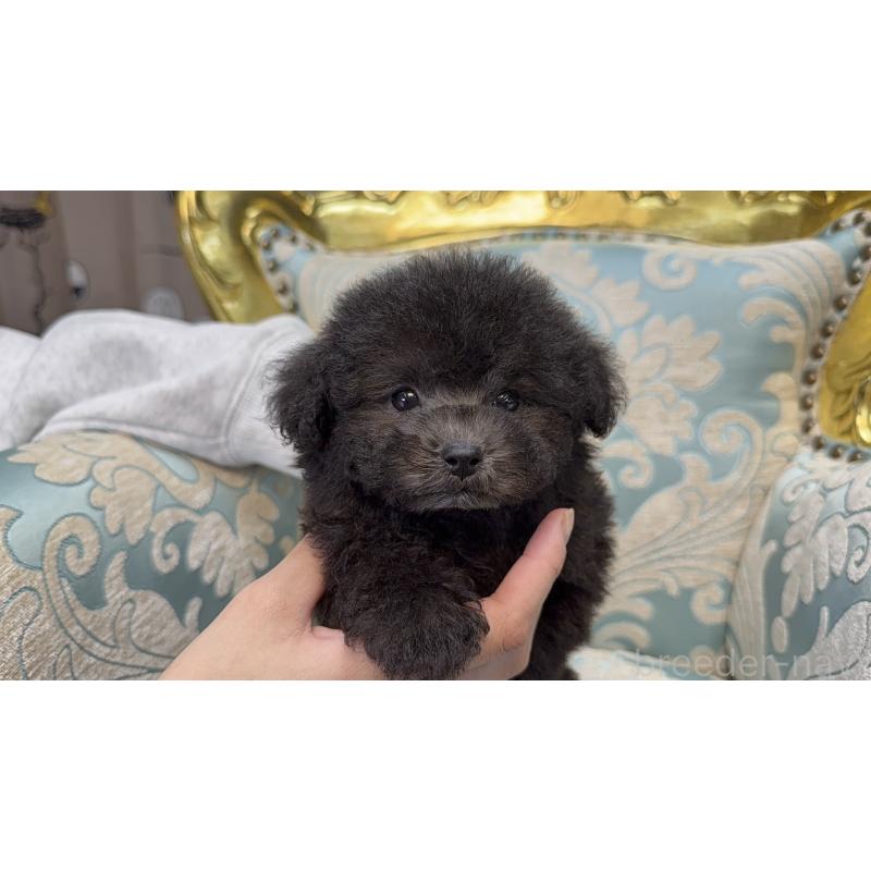 販売中の東京都のタイニープードル-432411の5枚目