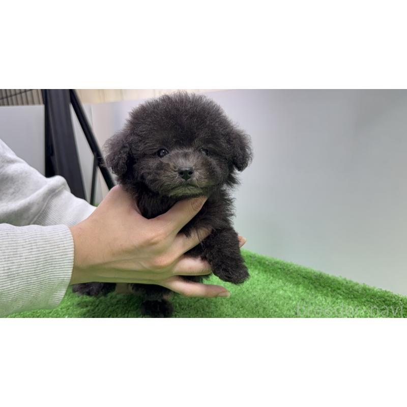 販売中の東京都のタイニープードル-432411の3枚目