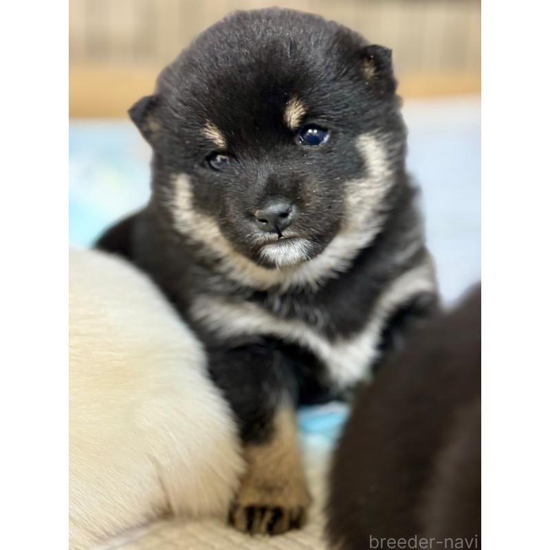 販売中の和歌山県の豆柴-432412の4枚目