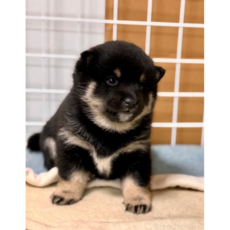 販売中の和歌山県の豆柴-432412の3枚目