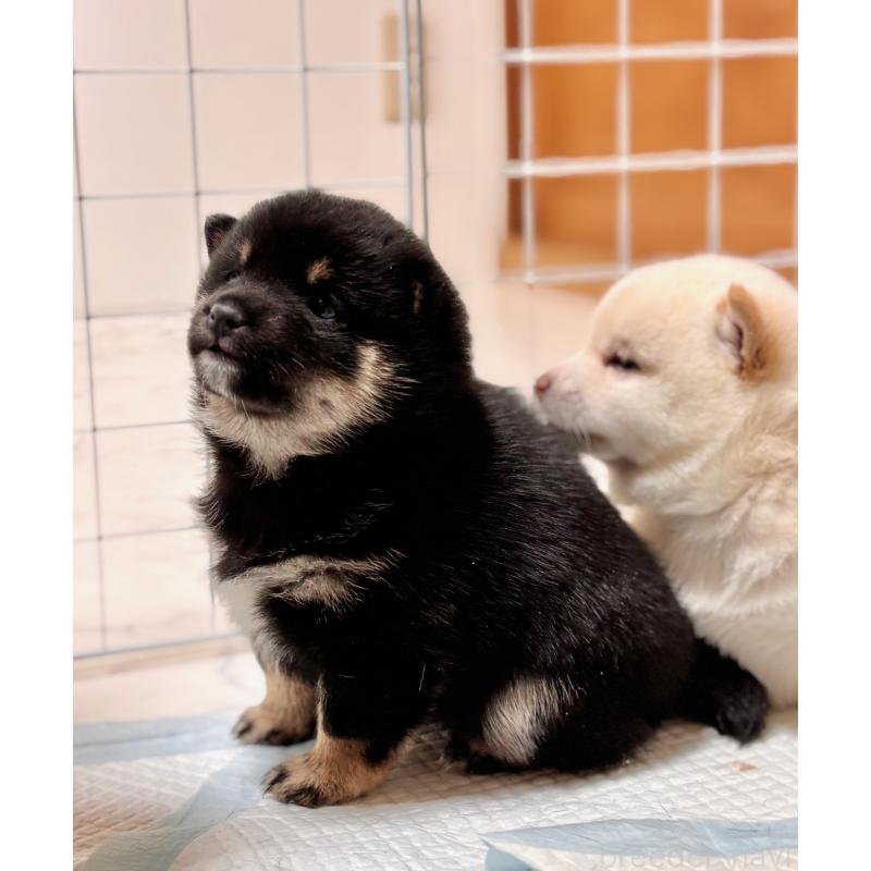 販売中の和歌山県の豆柴-432412の2枚目