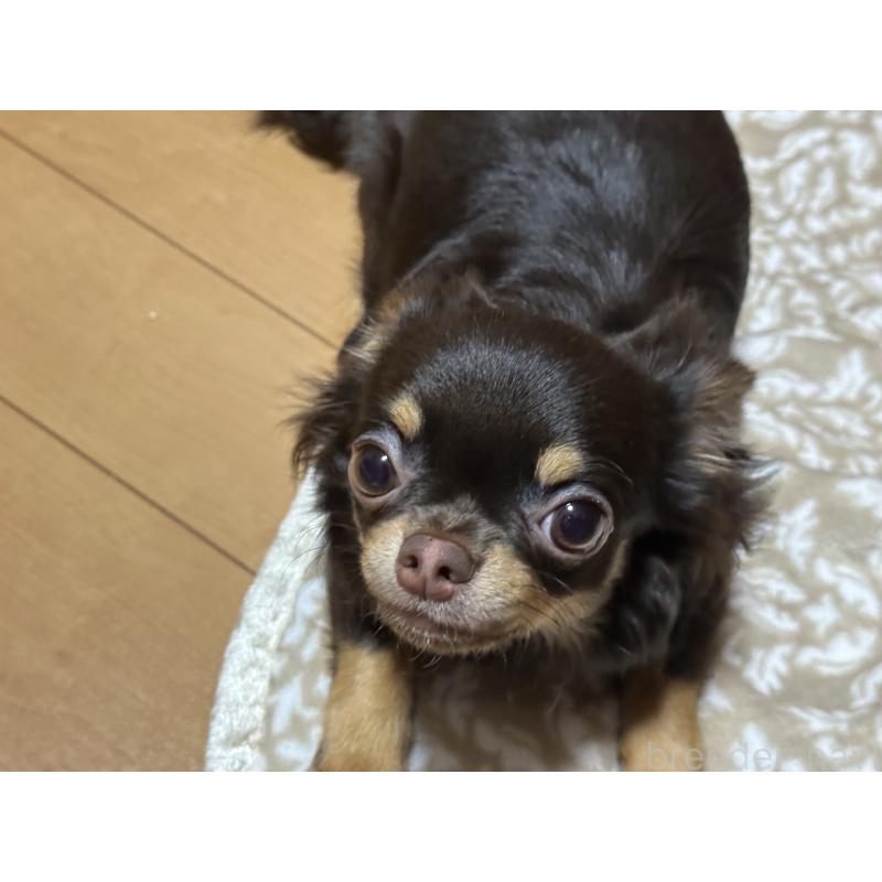 販売中の神奈川県のチワワ(ロングコート)-393344の8枚目