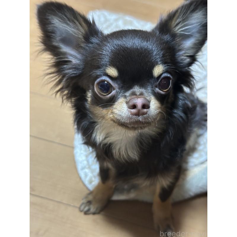 販売中の神奈川県のチワワ(ロングコート)-393344の7枚目