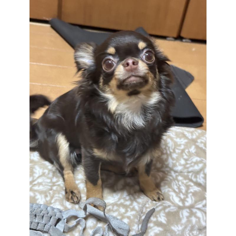 販売中の神奈川県のチワワ(ロングコート)-393344の6枚目