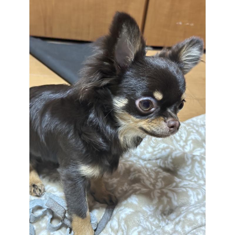 販売中の神奈川県のチワワ(ロングコート)-393344の5枚目