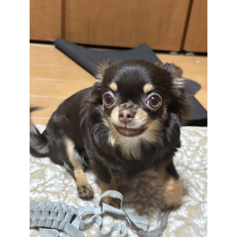 販売中の神奈川県のチワワ(ロングコート)-393344の4枚目