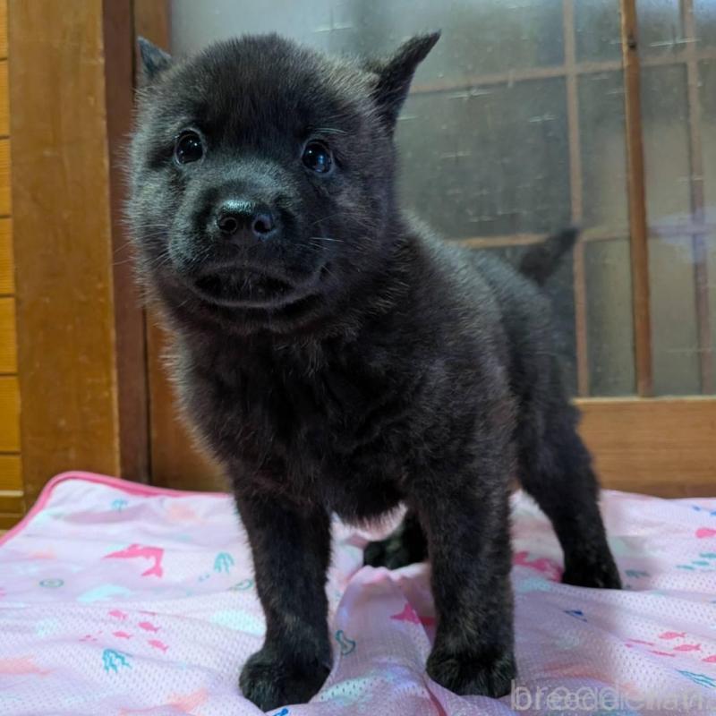 販売中の岡山県の甲斐犬-424873