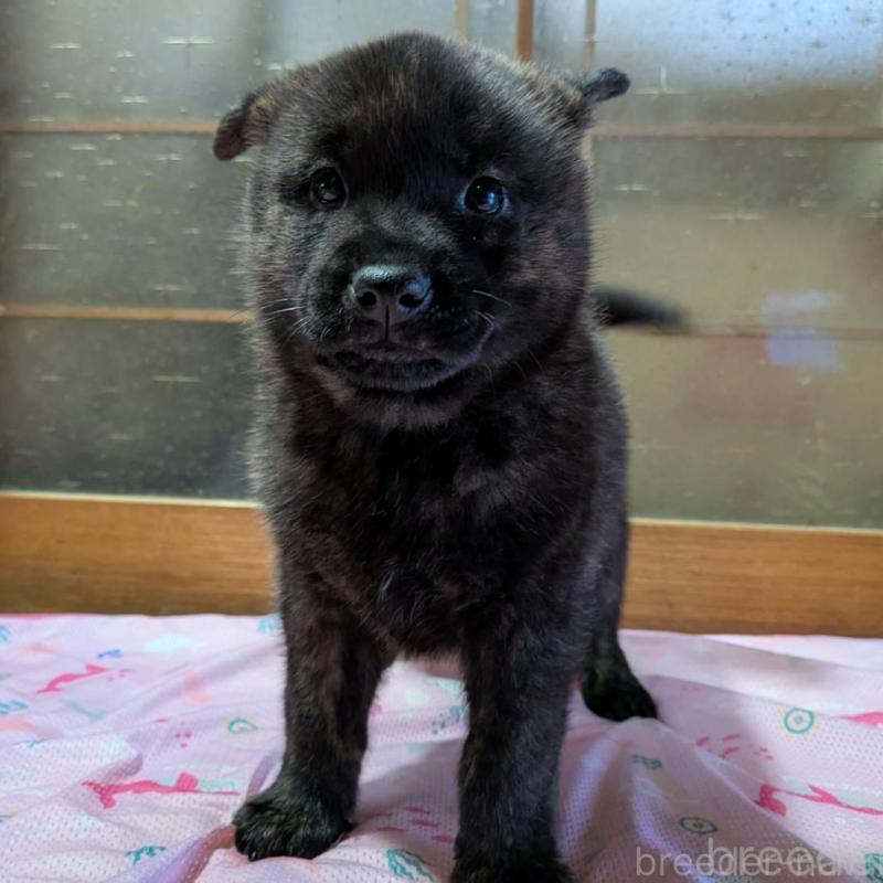 販売中の岡山県の甲斐犬-428880