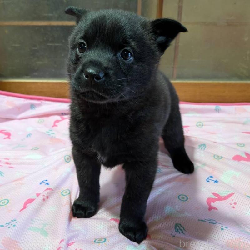 販売中の岡山県の甲斐犬-424240