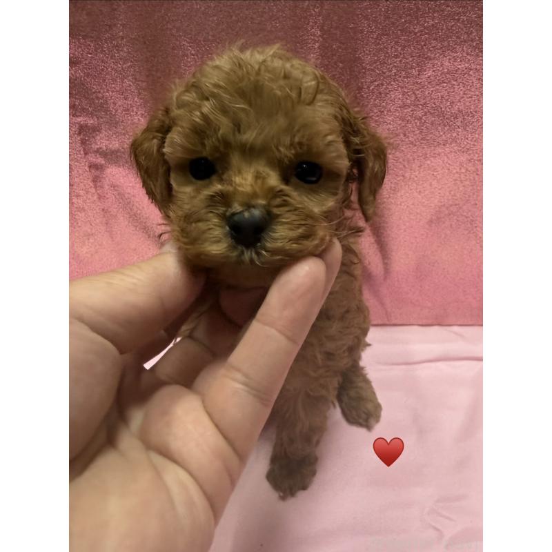 販売中の愛知県のトイプードル-429420