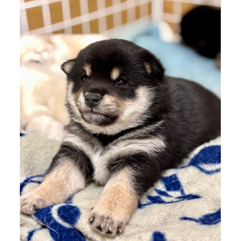 販売中の和歌山県の豆柴-432414の8枚目