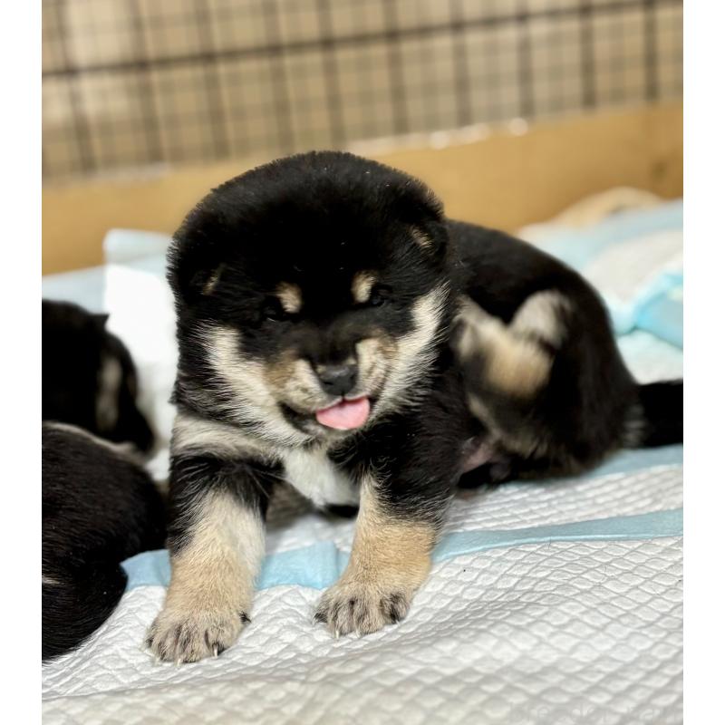 販売中の和歌山県の豆柴-432414の7枚目