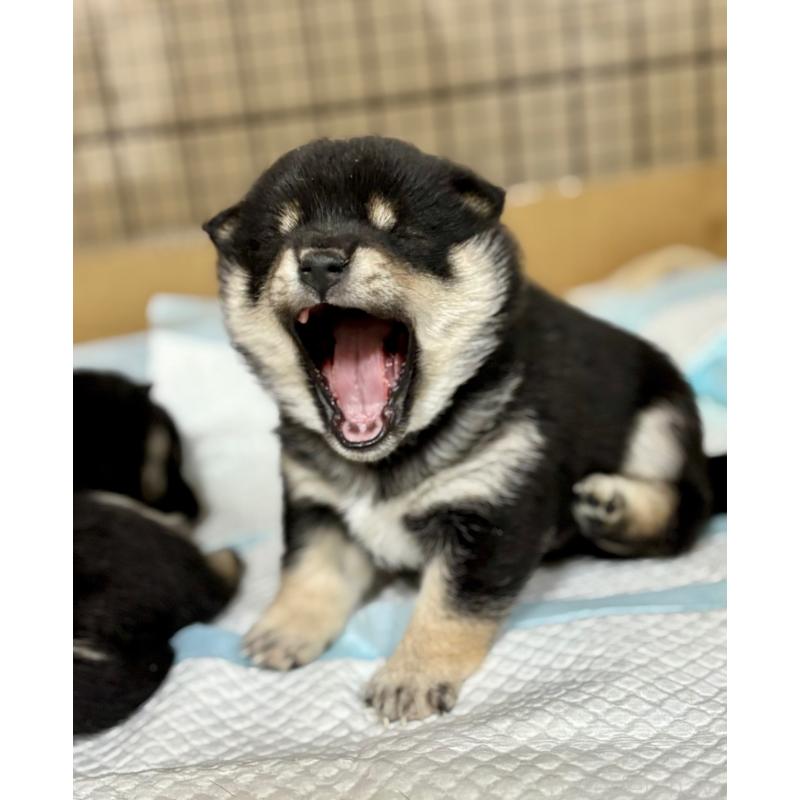 販売中の和歌山県の豆柴-432414の6枚目