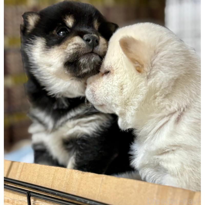 販売中の和歌山県の豆柴-432414の5枚目