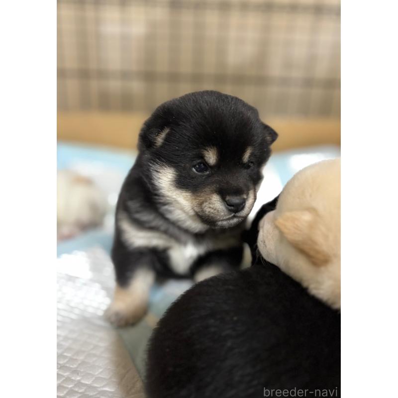 販売中の和歌山県の豆柴-432414の4枚目