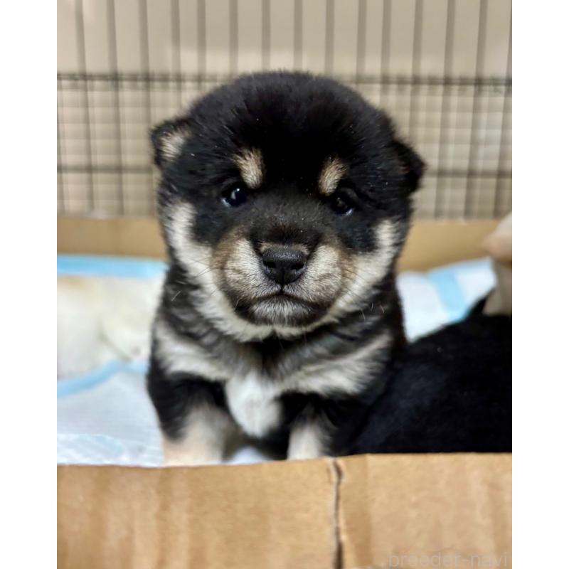 販売中の和歌山県の豆柴-432414の3枚目