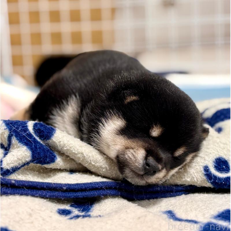 販売中の和歌山県の豆柴-432414の2枚目