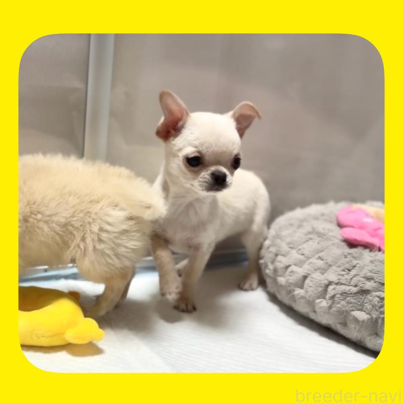 販売中の京都府のチワワ(スムースコート)-432415の11枚目