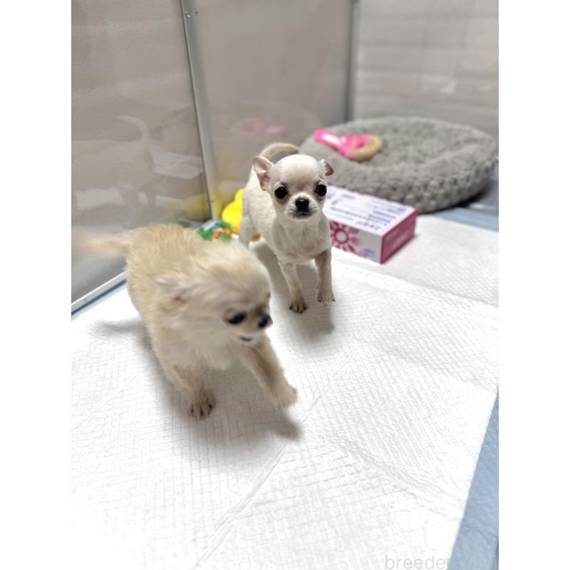 販売中の京都府のチワワ(スムースコート)-432415の10枚目