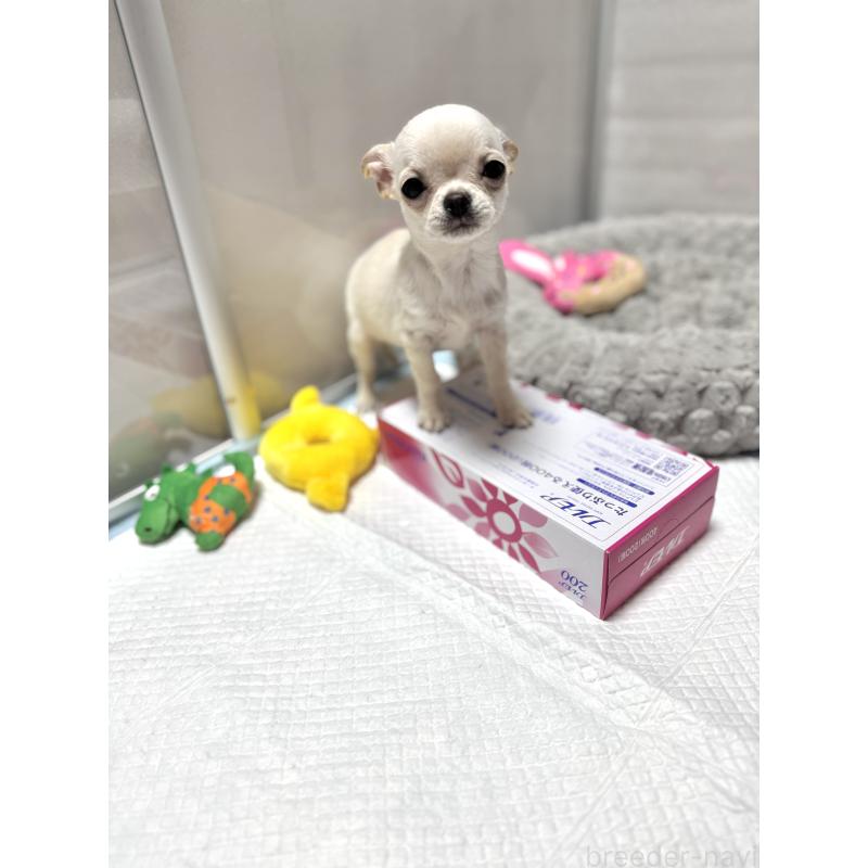 販売中の京都府のチワワ(スムースコート)-432415の8枚目