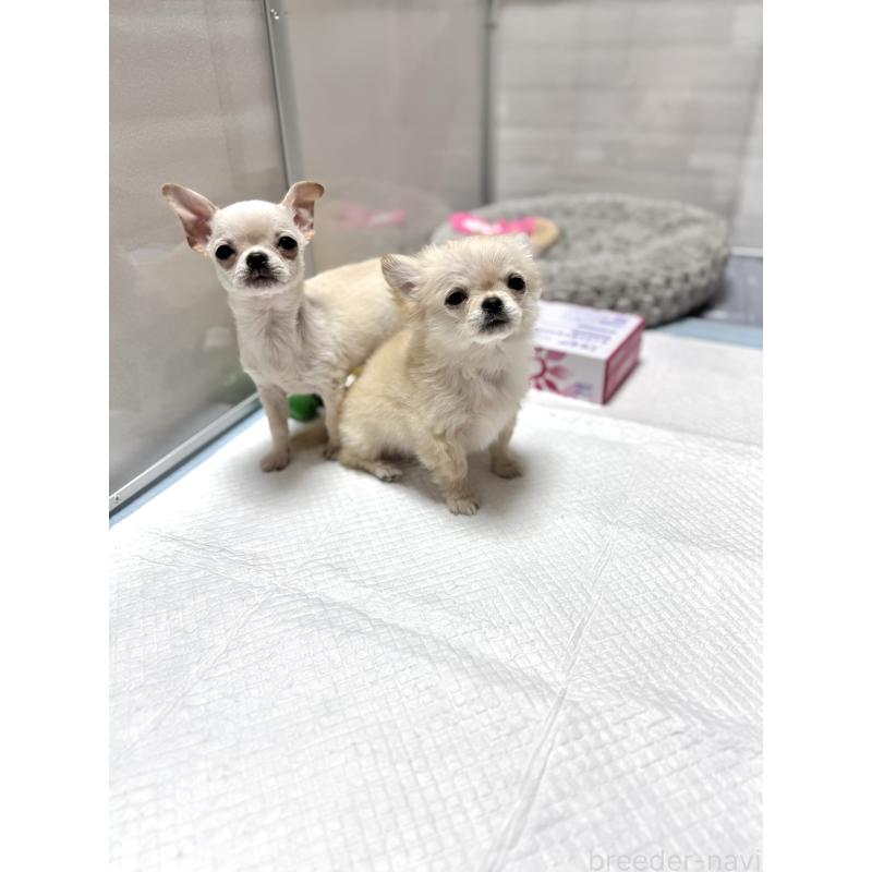 販売中の京都府のチワワ(スムースコート)-432415の7枚目