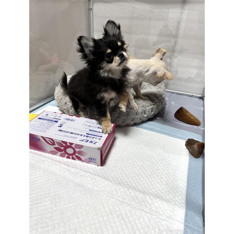 販売中の京都府のチワワ(スムースコート)-432415の6枚目