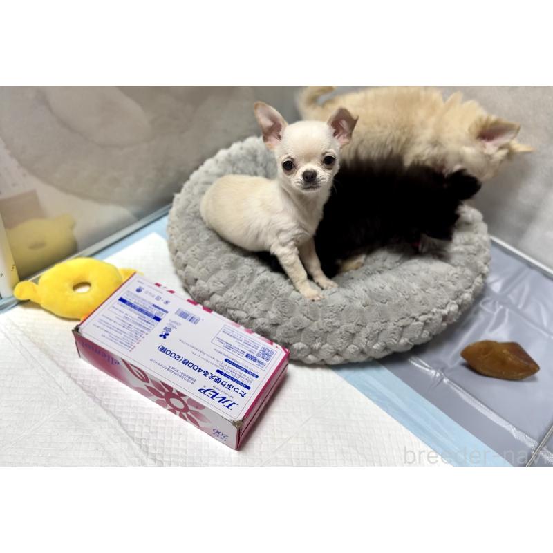 販売中の京都府のチワワ(スムースコート)-432415の5枚目