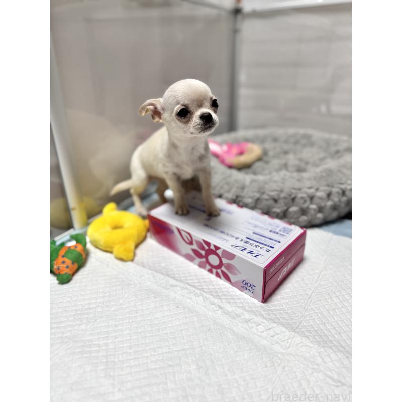 販売中の京都府のチワワ(スムースコート)-432415の4枚目