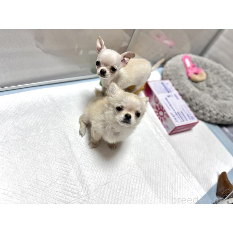 販売中の京都府のチワワ(スムースコート)-432415の3枚目