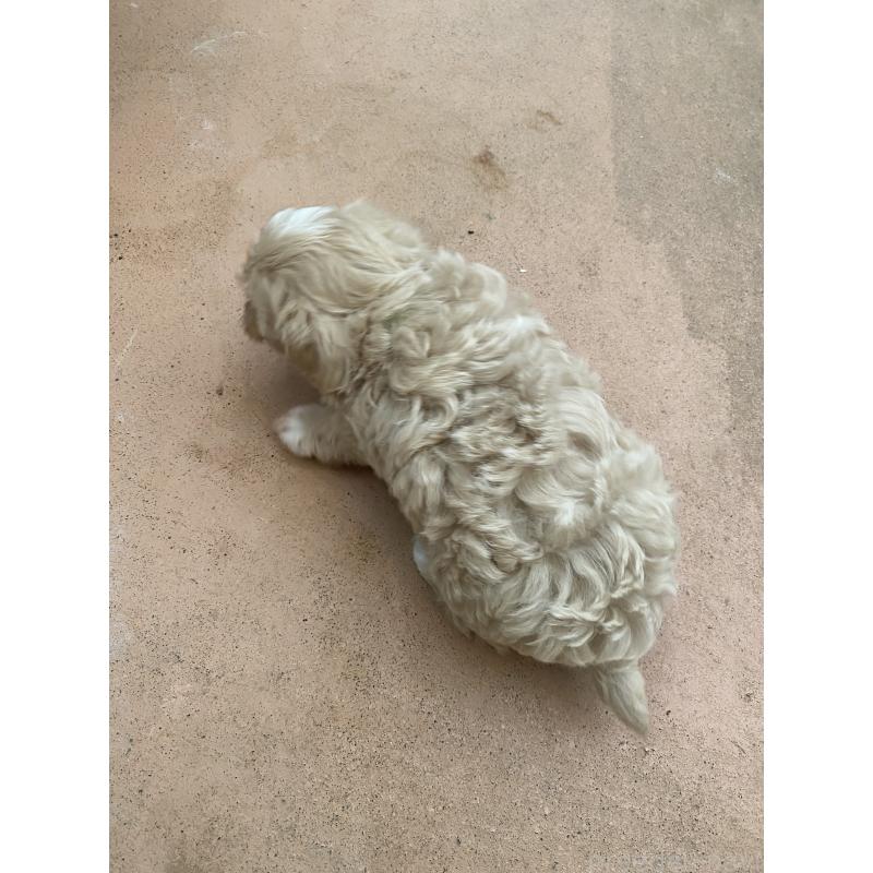 販売中の沖縄県のマルプー:マルチーズ×トイプードル-432416の5枚目