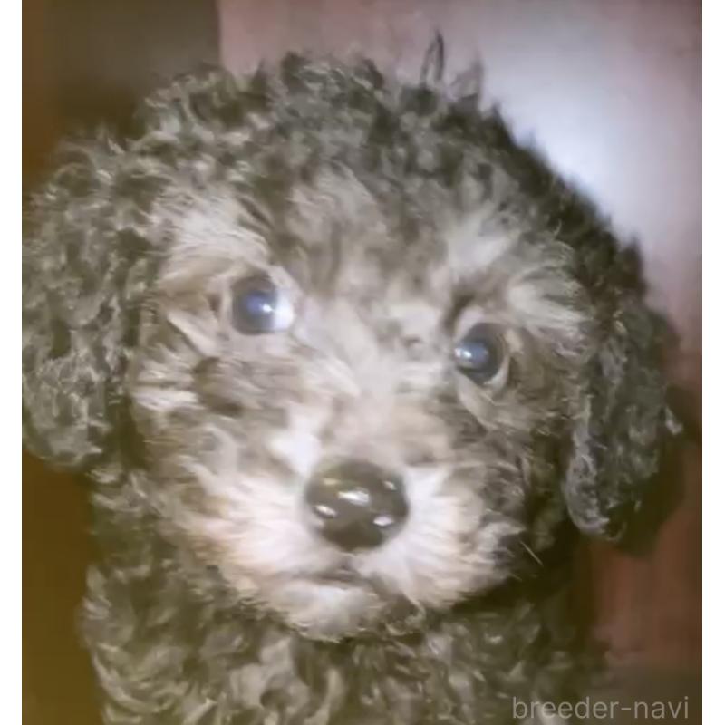 販売中の千葉県のトイプードル-432418の3枚目