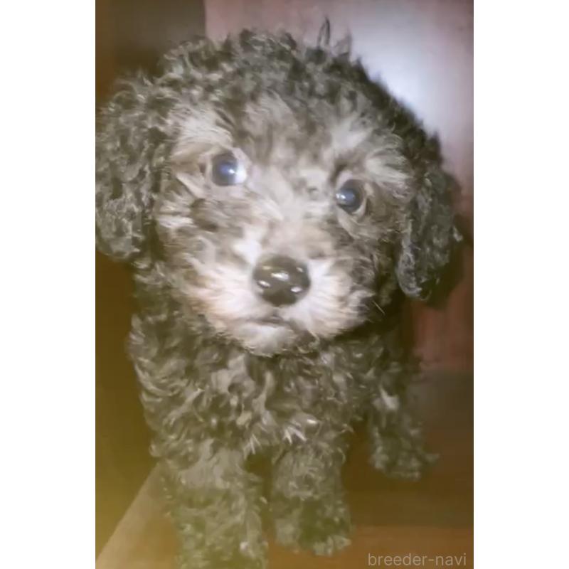 販売中の千葉県のトイプードル-432418の2枚目