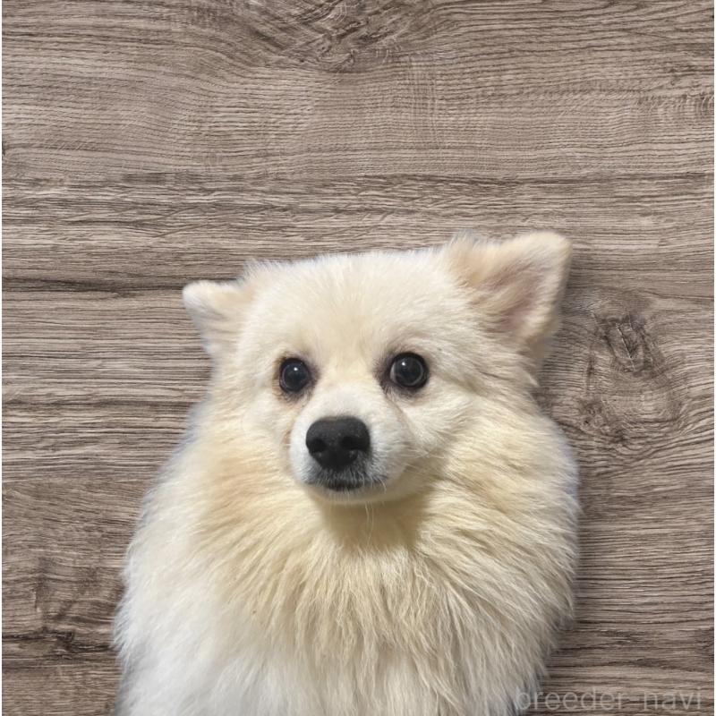 販売中の福岡県のポメラニアン-432417の1枚目