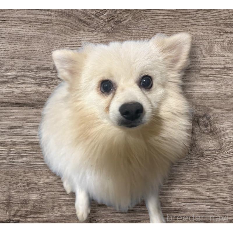 販売中の福岡県のポメラニアン-432417の2枚目