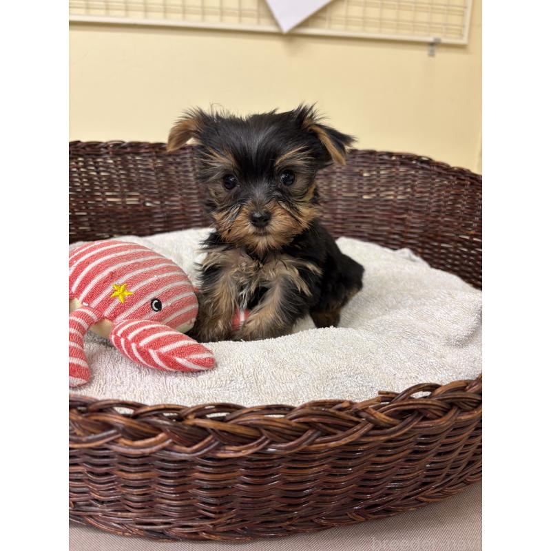 販売中の愛知県のヨークシャーテリア-432420の7枚目