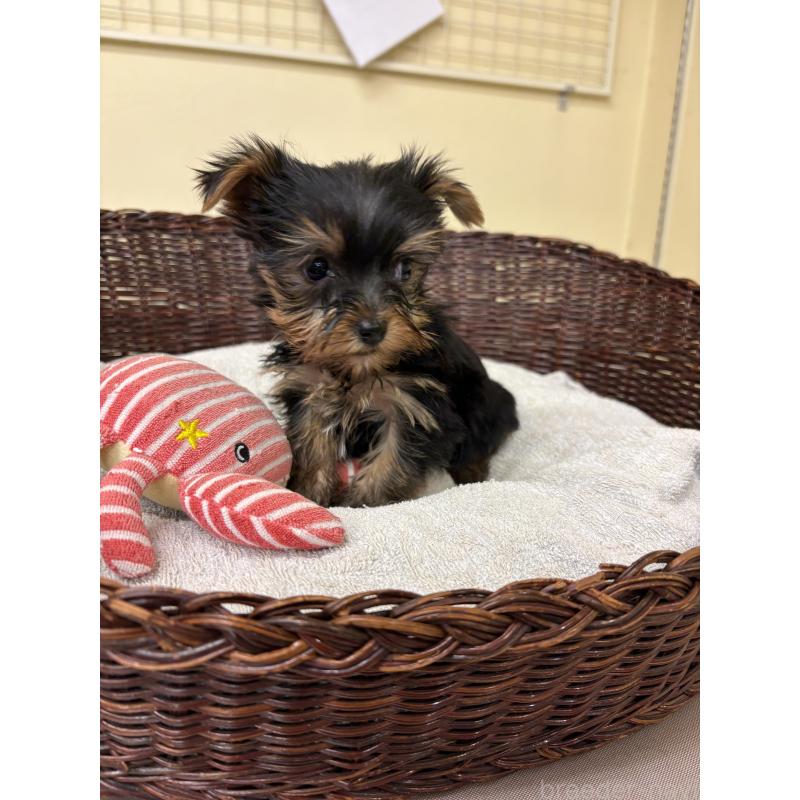 販売中の愛知県のヨークシャーテリア-432420の5枚目