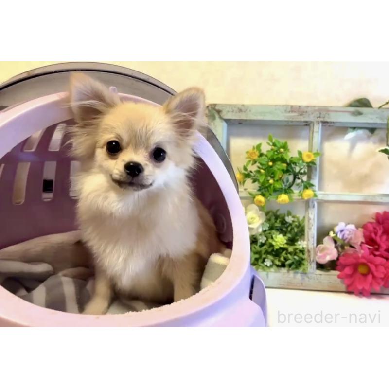 販売中の大阪府のポメチワ:ポメラニアン×チワワ-432419の4枚目