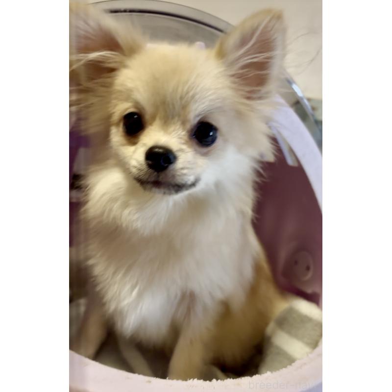 販売中の大阪府のポメチワ:ポメラニアン×チワワ-432419の3枚目