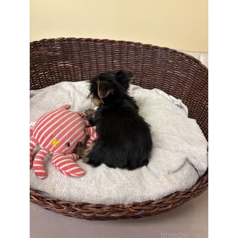 販売中の愛知県のヨークシャーテリア-432420の3枚目