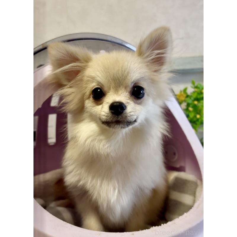 販売中の大阪府のポメチワ:ポメラニアン×チワワ-432419の2枚目