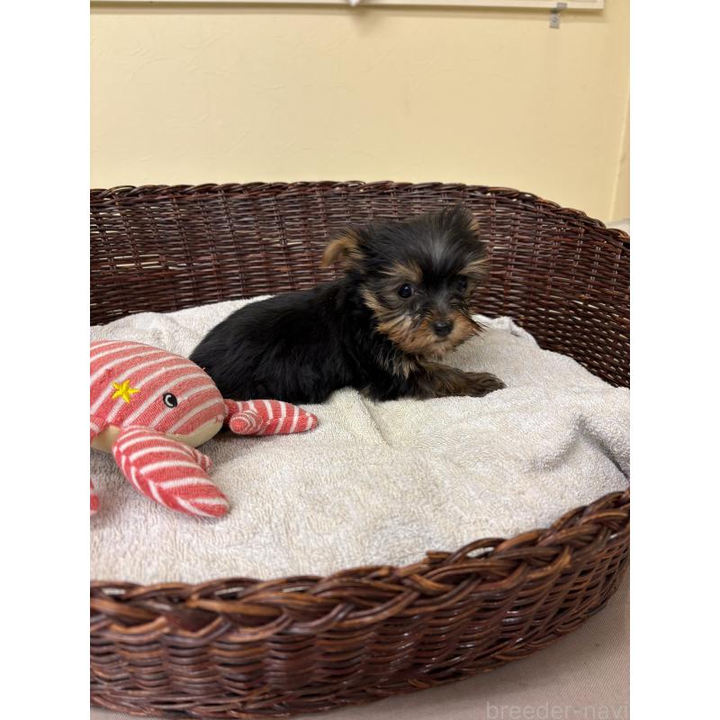 販売中の愛知県のヨークシャーテリア-432420の2枚目